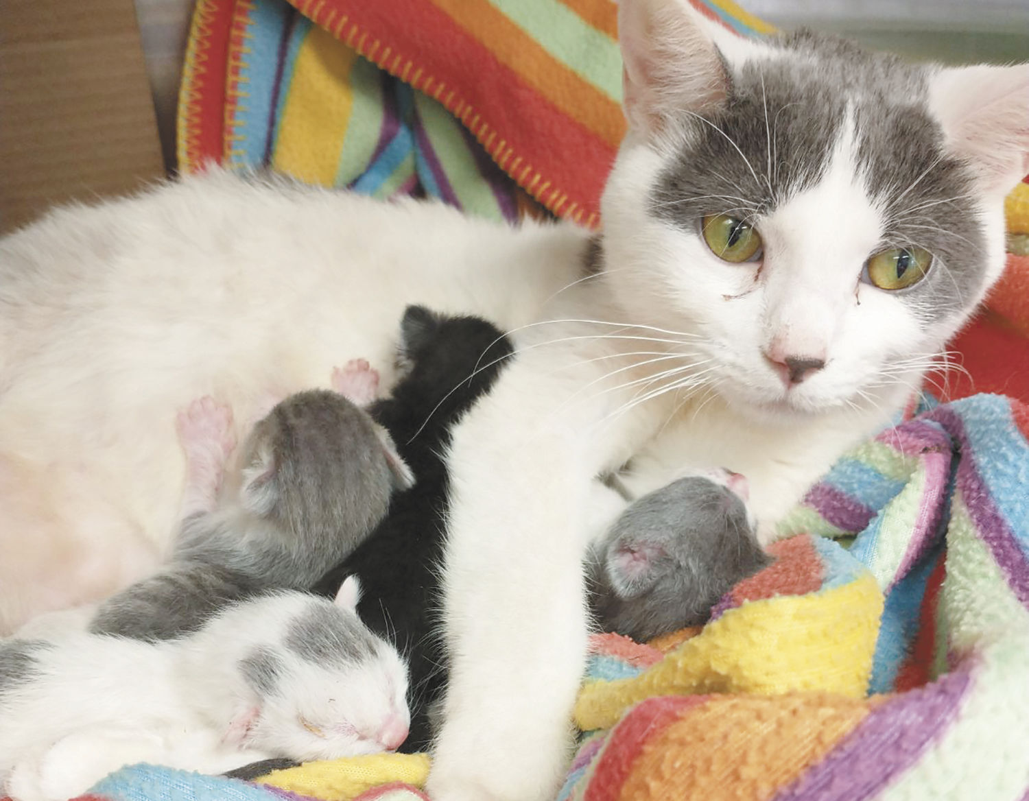 cats rescued